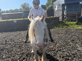 12.2 cob mare 6 years old child and novice safe