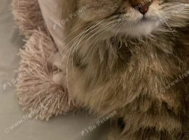 Selling, half breed Persian girl