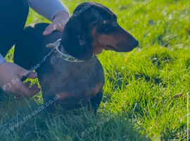 For sale Bella 4years old dashund girl