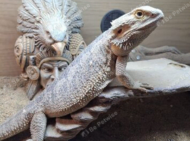 4 year old female bearded dragon