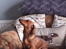 GORGEOUS EXTREMELY LOVING 4 YEAR OLD RED TRUE MINI SMOOTH GIRLIE.