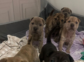 Shar pei X staff pups