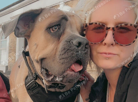 2 year old female cane Corso