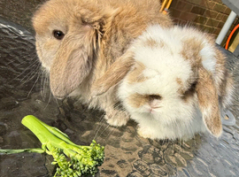 A selection of top quality mini lops