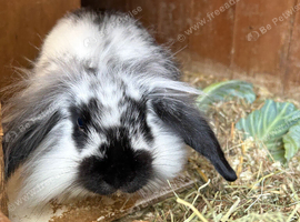 Mini lop babies
