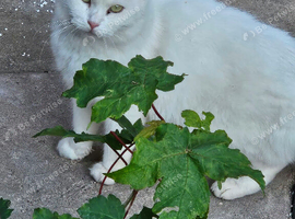 Turkish angora