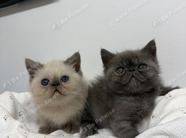 EXOTIC KITTENS