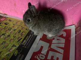 Netherland dwarf