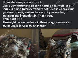 Missing tabby long fur