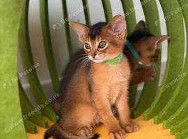 Last two Champion lines Abyssinian kittens
