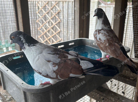 Mixed pigeons for sale - tumbler/mags