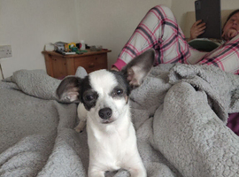 Chihuahua Cross sausage dog