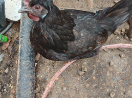Hens looking for new land