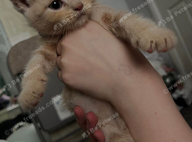 British short hair cats Cross