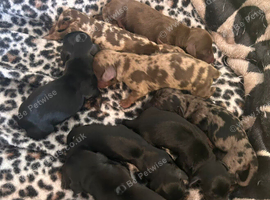 7 Adorable Sausage Pups Just Born