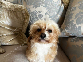 Cavapoo girl