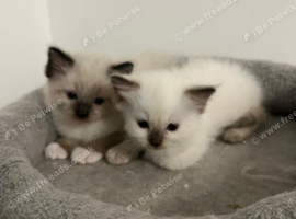 Ragdoll kittens