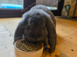 Xl blue french lop/ white mini lop OFFERS