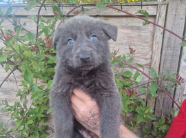 BLUE GERMAN SHEPHERD PUPPIES READY SOON