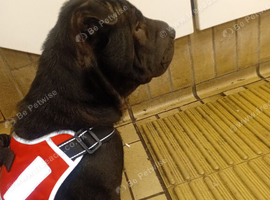 Sharpei