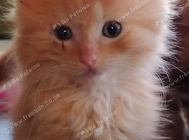 Domestic/main coon/ragdoll