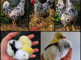 Pita Pinta Asturiana Hatching Eggs