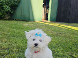 Purebred Maltese Pup (ready to go)