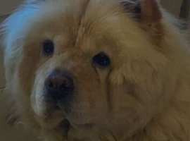 Chow chow puppy&rsquo;s