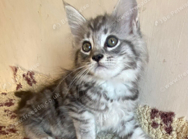 Half Maine Coon Kittens