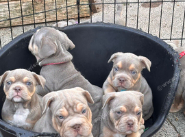 French bulldog x Pocket bully puppies for sale!