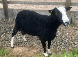 Zwartble Ram 2 year old