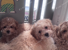 Last boys remaining beautiful cavapoo pups