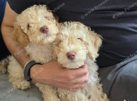 Ready Now! Vet Checked F2 Cockapoos (Parents Here)