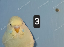 Split to blackface budgie babies