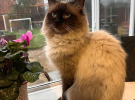 Beautiful Ragdoll Kittens Ready Now.