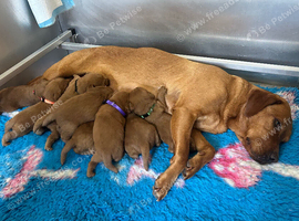 Outstanding miniature Labeadoodles both parents fully health tested licensed breeder