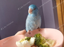 Missing parrotlet M34 area