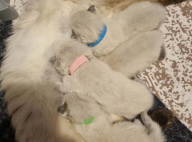 4 pure Ragdolls