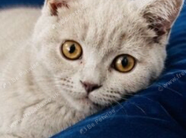 Accepting Offers Beautiful Fawn Male British Shorthair Kitten