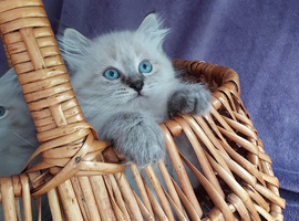 Siberian Kittens For Sale