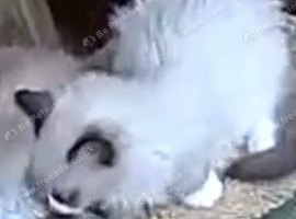 STUNNING RAGDOLL KITTEN FOR SALE