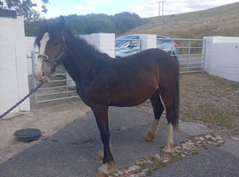 8 month old colt