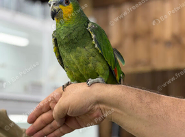 Orange winged Amazon