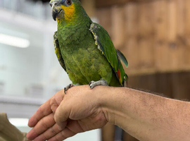 Orange winged amazon