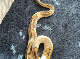 Ball python fire pied