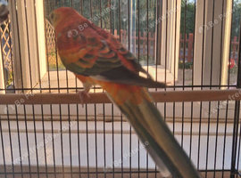 Male red rumped parrot