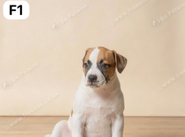Boxer mix bulldog puppies