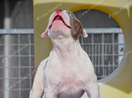 Olde English bulldog puppies !!