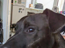 Male patterdale nutured
