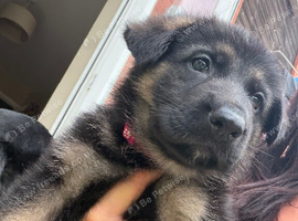 German shepherd puppies